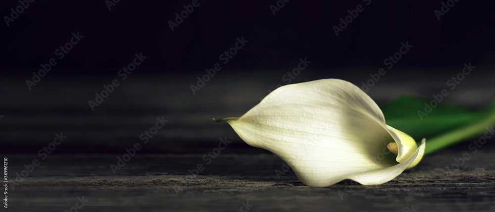 Sympathy card with calla lily on dark wooden background with copy space