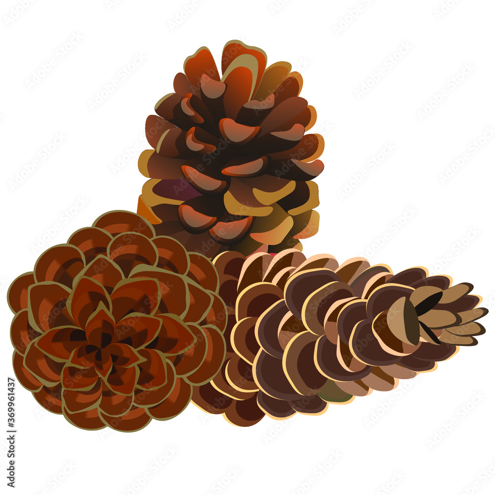 Set of spruce and pine cones. Vector illustration Set of spruce and pine cones. Vector illustration