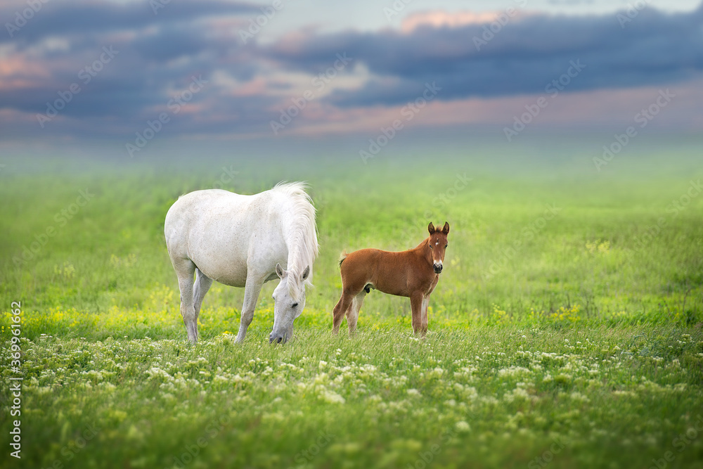 Mare with foal grazing on pasture Mare with foal grazing on pasture