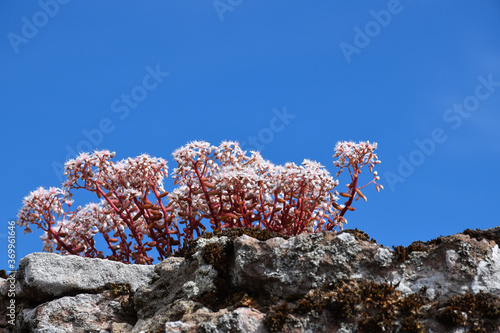 Close up of a plant White Stonecrop