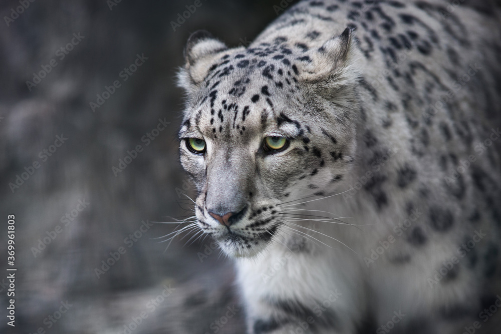 Close up snow leopard portrait Close up snow leopard portrait