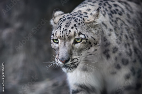 Close up snow leopard portrait