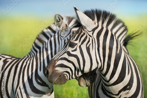 Two Zebra close-up portrait