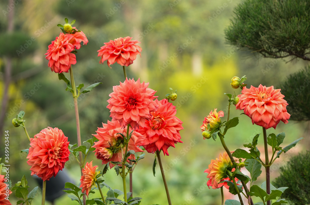 red flowers in a garden