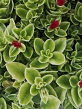 heartleaf , iceplant , red , flowers , mesembryanthemum , cordifolium , formerly , known , as , aptenia , cordifolia , species , succulent , plant , family , baby , sun , rose , green , plant , nature