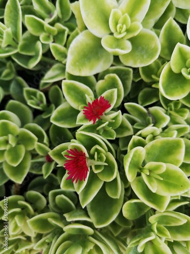 heartleaf , iceplant , red , flowers , mesembryanthemum , cordifolium , formerly , known , as , aptenia , cordifolia , species , succulent , plant , family , baby , sun , rose , green , plant , nature photo