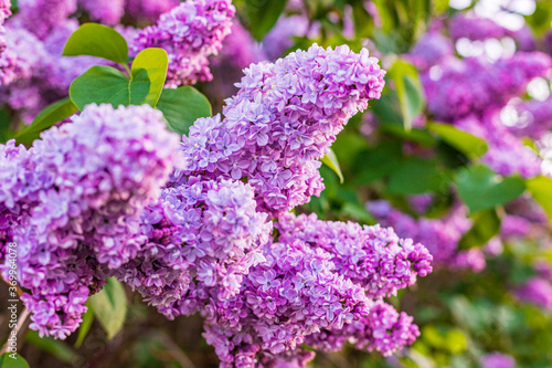 Blossoming lilac bush, in spring garden, selected focus