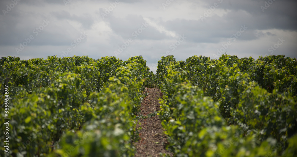 Naklejka premium Vignes à perte de vue