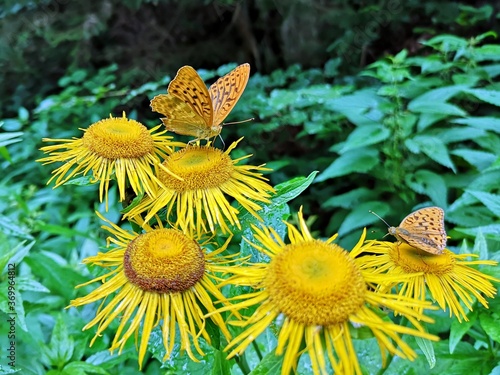 Brown butterflies (  The silver-washed fritillary Argynnis paphia ) on yellow oxeye flowers in the forest (Telekia speciosa  Schreb. Baumg. ) photo