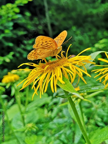 Brown butterfly (  The silver-washed fritillary Argynnis paphia ) on yellow oxeye flowers in the forest (Telekia speciosa  Schreb. Baumg. ) photo