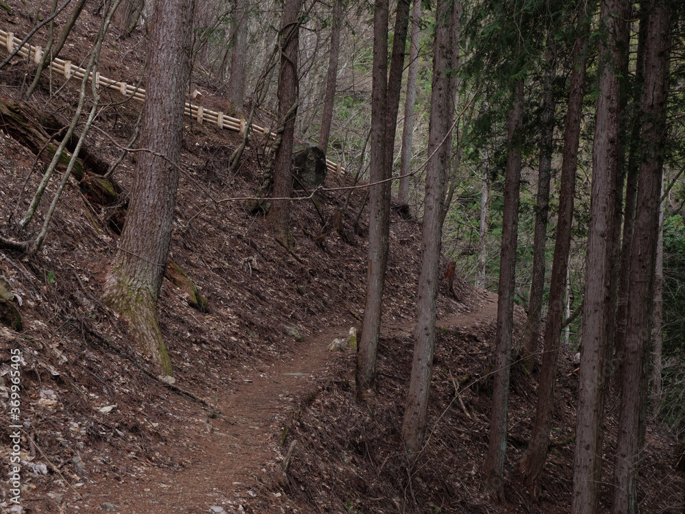 Obraz premium 三頭山の登山道