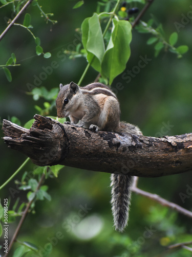 cute Squrriel on a branch