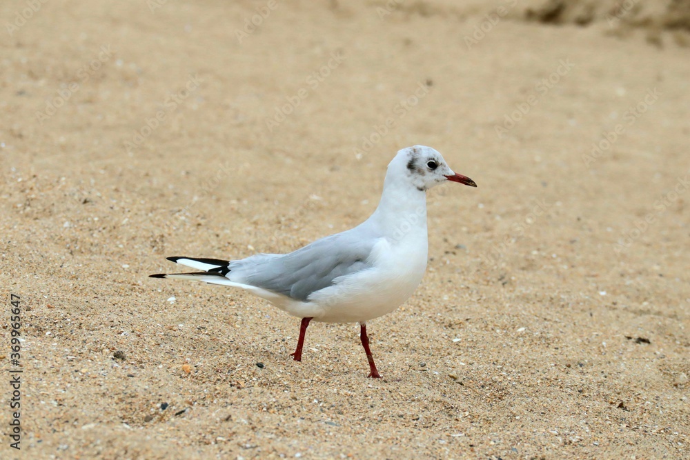 seagull on the beach seagull on the beach