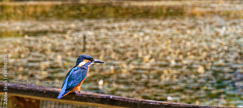 matin pécheur sur rambarde photo