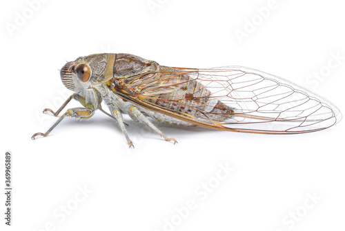 Transparent wings cicada on white background © ball