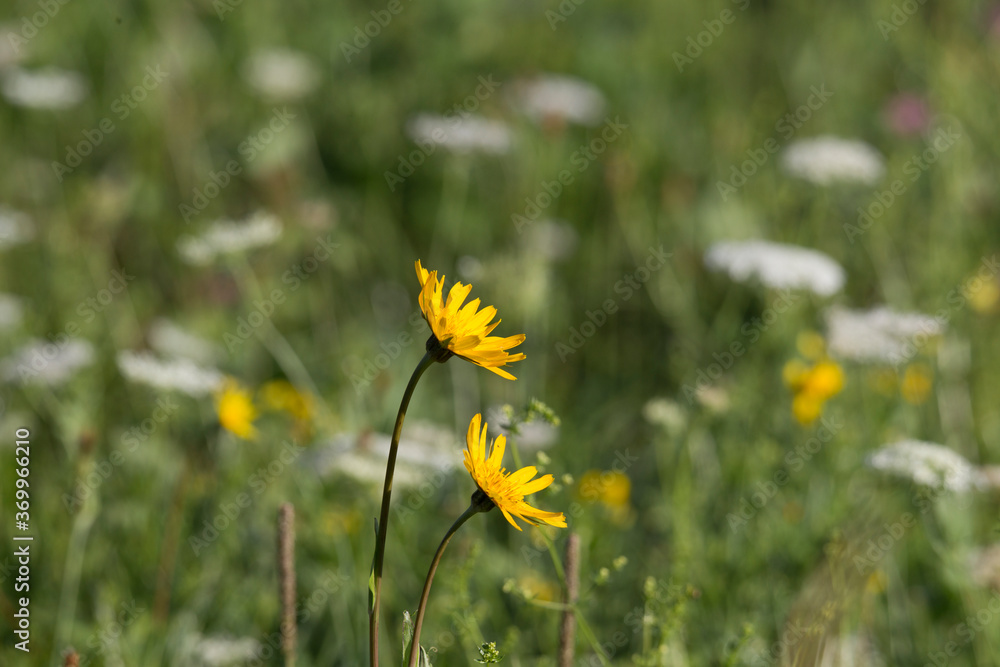 Arnica flowers in a wildflower meadow Arnica flowers in a wildflower meadow