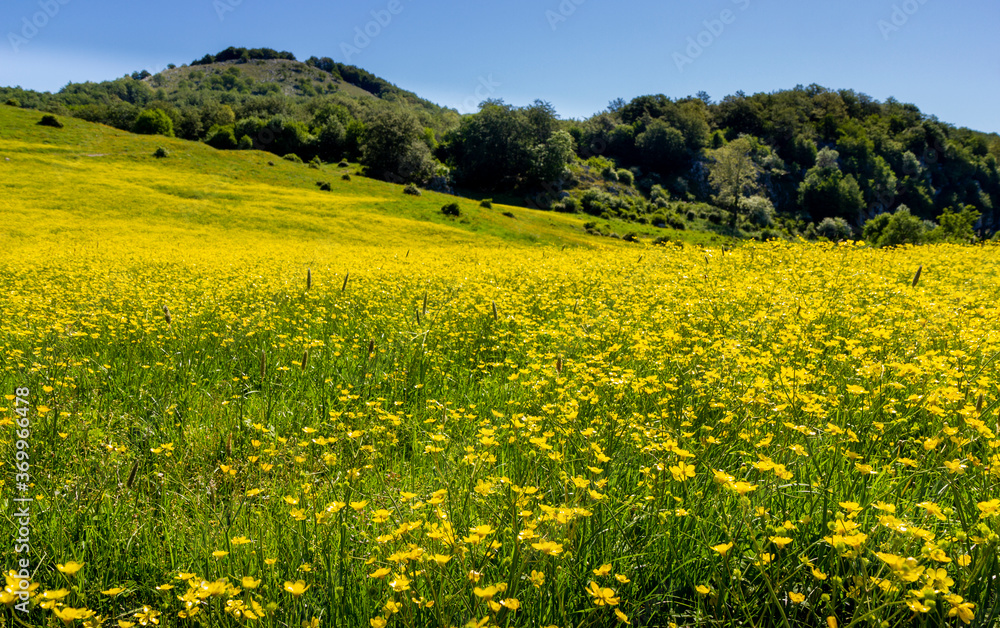 field with yellow flowers on alburni
