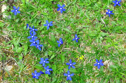 blue spring gentian
