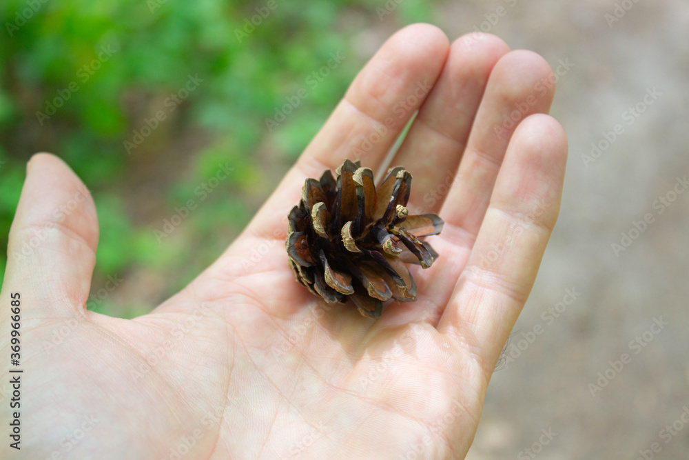 One pine cone in an open male palm.