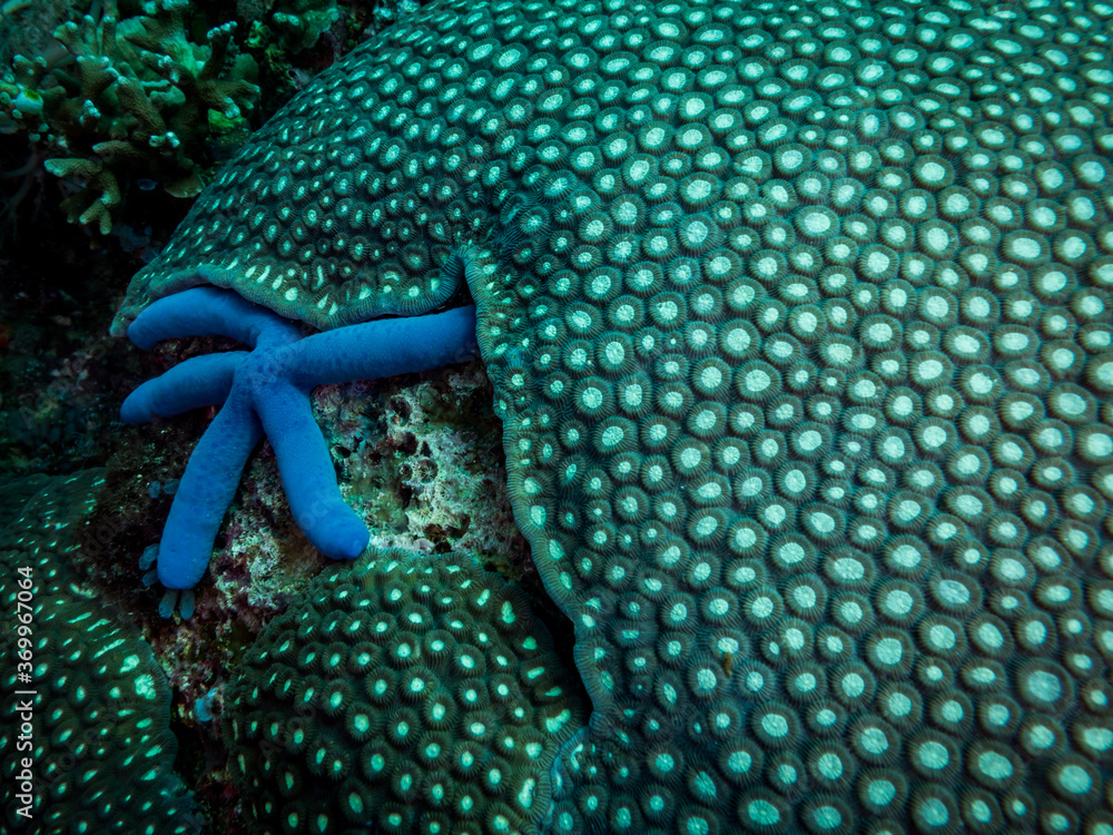 Fototapeta premium Close up of the hard coral and blue starfish. Philippines.