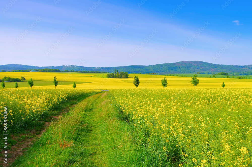 Landschaft in der Oberlausitz mit blühendem Rapsfeld - Landscape in Upper Lusatia with flowering rape field