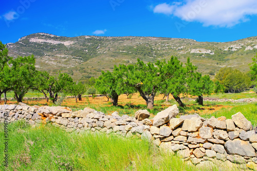 alte Mandelbaeume und Trockenmauer in Spanien - old almond trees and dry stone wall