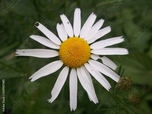 Chamomile