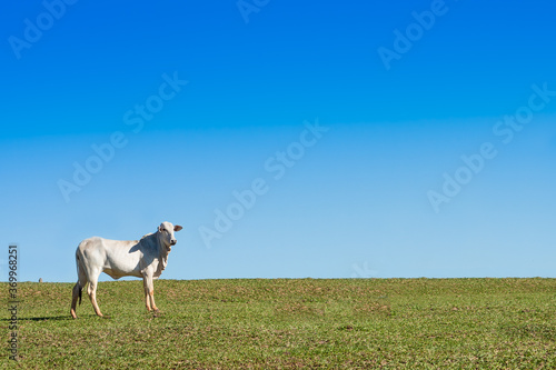 Fototapeta Naklejka Na Ścianę i Meble -  Alone ox at green pasture, with blue sky