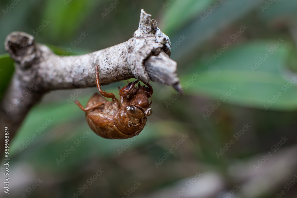 Exoskeleton of a cicada, typical of the Brazilian Cerrado