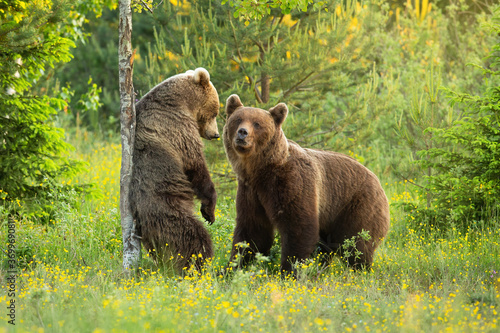 Two brown bears, ursus arctos, courting on a blooming glade with flowers in summer nature. Male and female mammal in mating season. Animal standing on a rear legs in forest and scratching back. photo