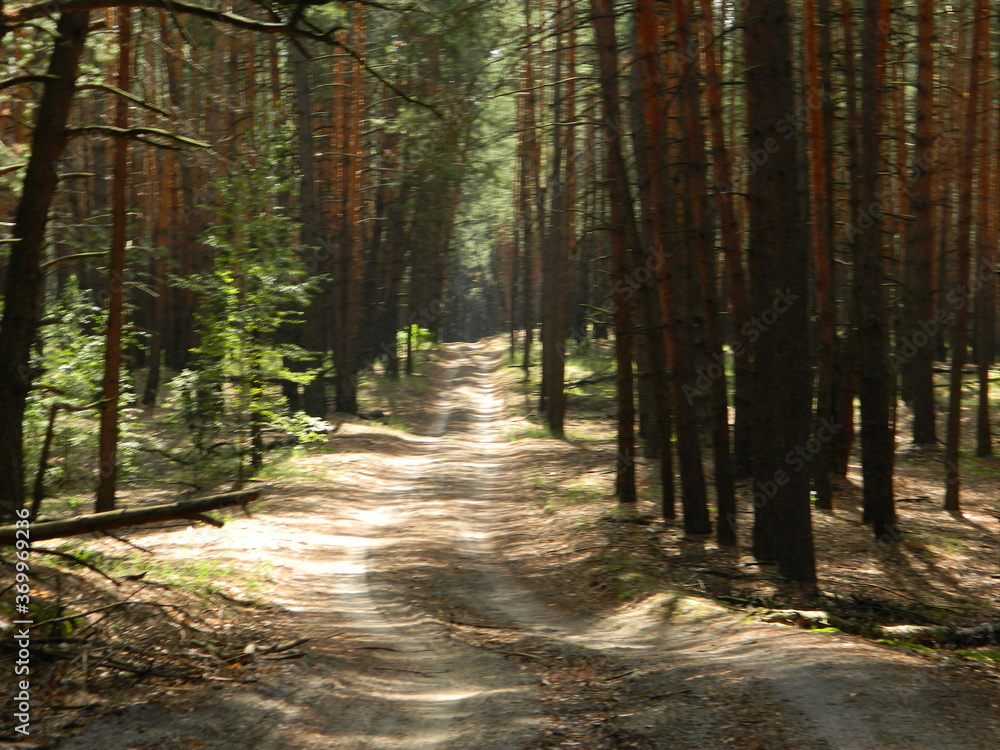 Fototapeta premium path in the woods