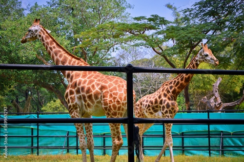 Photography giraffe in the zoo