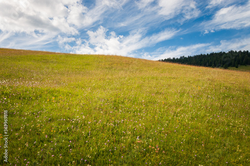 Summer meadow with flowers in front of blue sky with clouds.