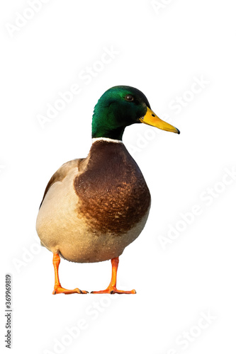 Male mallard, anas platyrhynchos, standing from front view in vertical composition isolated on white. Full body of colorful duck looking into camera outdoors at sunset cut out on blank.
