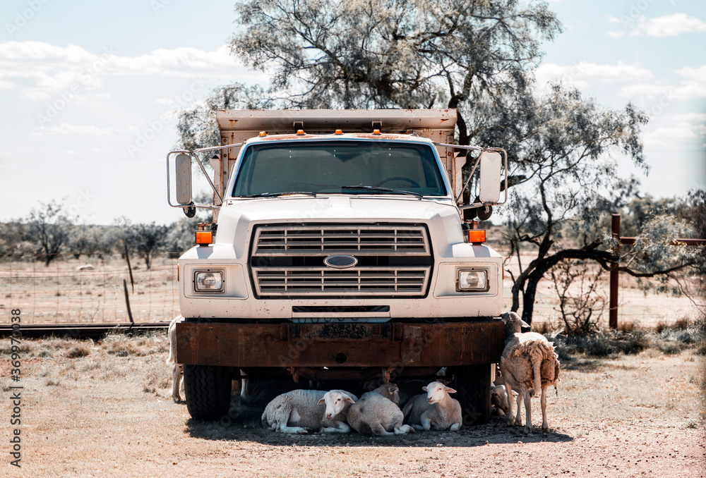dump truck in the desert surrounding by sheep 