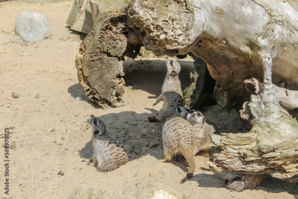 Obraz premium Suricatas