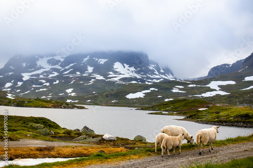 Sheep grazing in the Norwegian mountains.