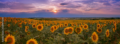 Panorama of an atmospheric sunflower field during sunset with a landscape and colorful sky in the background