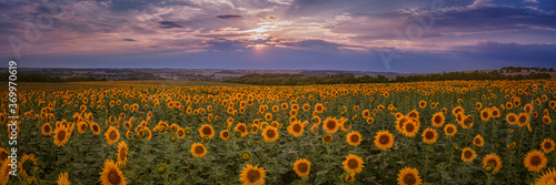Panorama of a large beautiful sunflower field with landscape in the background
