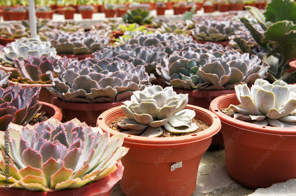 Fototapeta premium Selected focused on a group of small and colourful cactus planted in small plastic pots. The small cactus suitable to used as an indoor decoration. Sales of this cactus are a source of income for farm