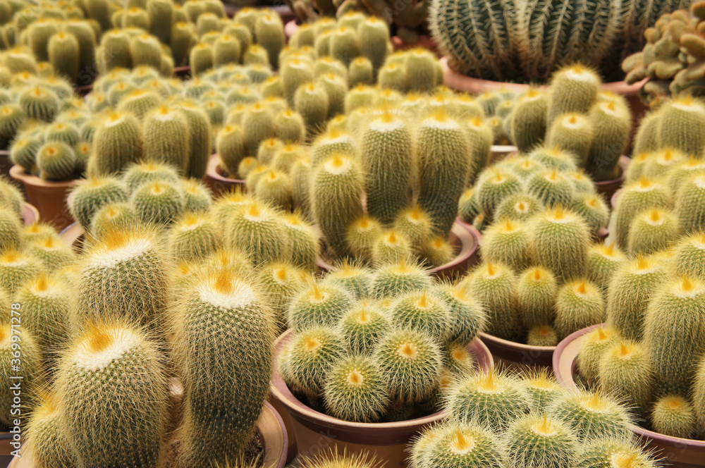 Selected focused on a group of small and colourful cactus planted in small plastic pots. The small cactus suitable to used as an indoor decoration. Sales of this cactus are a source of income for farm