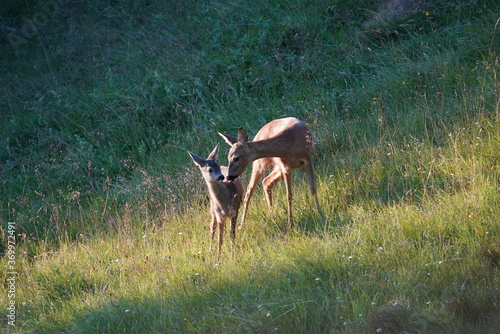 Fototapeta Naklejka Na Ścianę i Meble -  roe deer female and his fawn in green grass in the evening sun