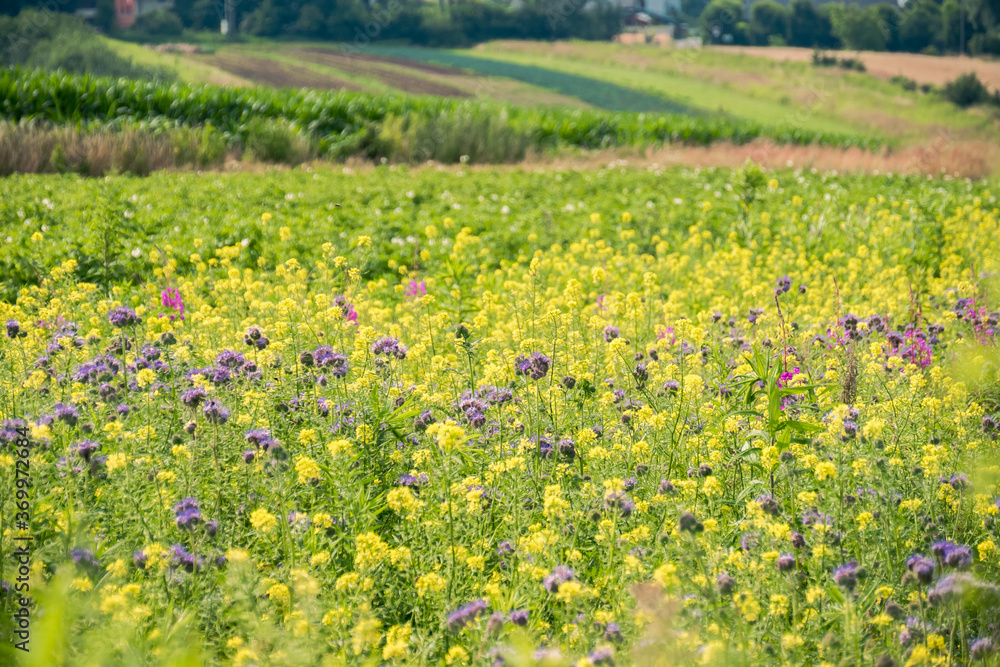 wild flowers blooming on the meadow in summer