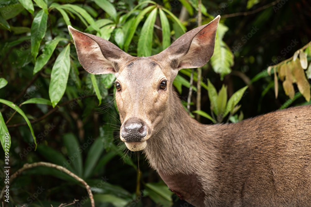A mature deer or antelope in wild forest environment background. Close-up and selective focus on animal face photo. A mature deer or antelope in wild forest environment background. Close-up and selective focus on animal face photo.