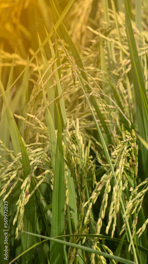 Dropping rice paddy in the sunlight in the countryside Dropping rice paddy in the sunlight in the countryside