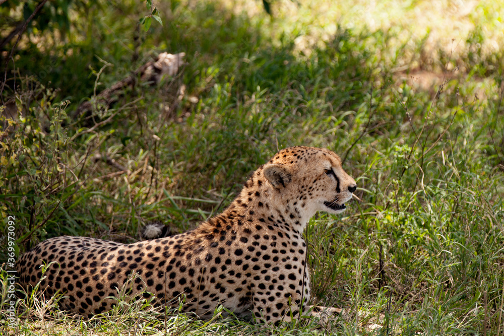 Profile of Cheetah Resting in the Shade of a Tree Profile of Cheetah Resting in the Shade of a Tree