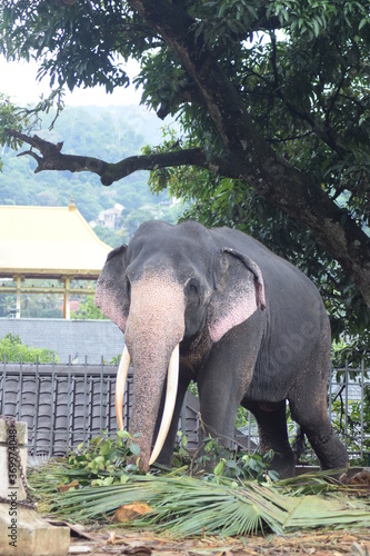 elephant in the park