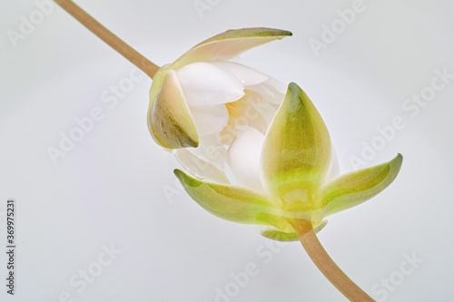 White lotus flowers or water lily in water in a white bowl. Shallow  depth of field, focus on the green petal photo