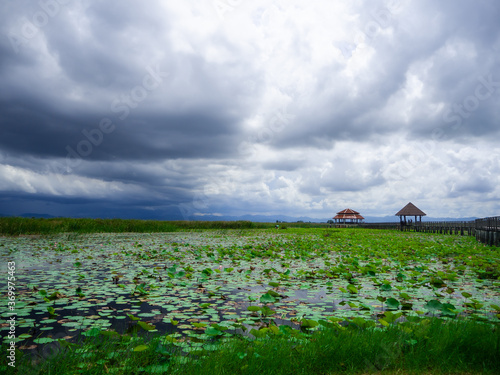 The green lotus pond with the coming thuderstorm in Thailand photo