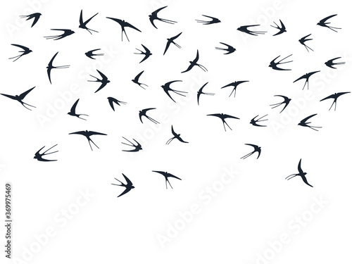 Flying martlet birds silhouettes vector illustration. Nomadic martlets swarm isolated on white. 